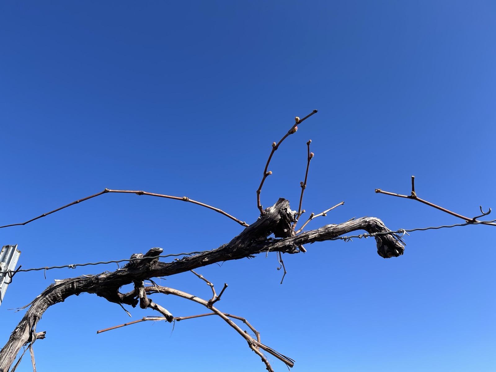 Example vine image captured from below