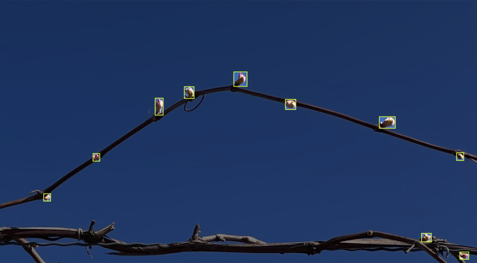 Bounding box annotations around shoots