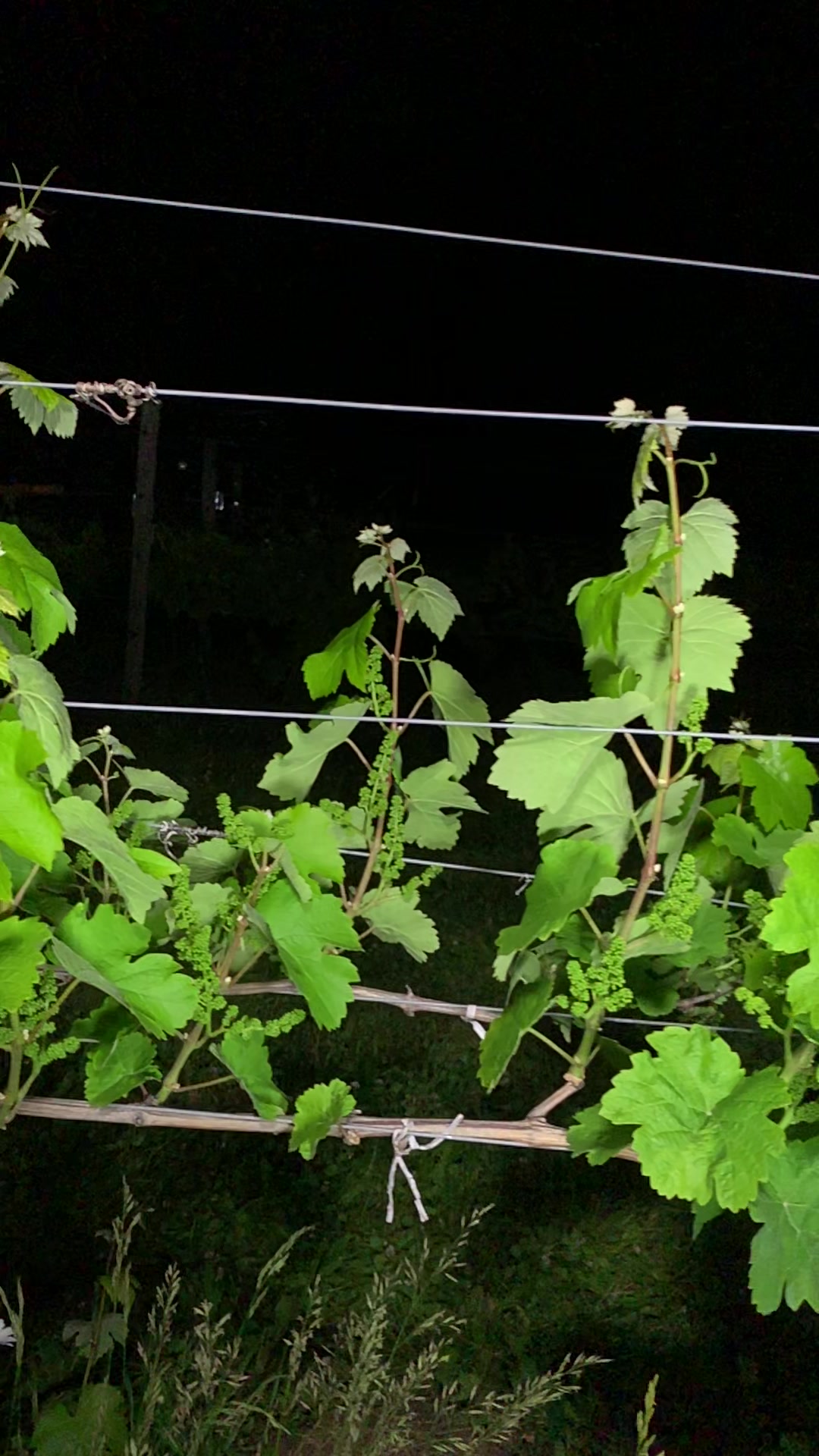 Example nighttime vine image